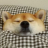 Dogo