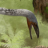 lythough