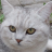 Meowphedrone